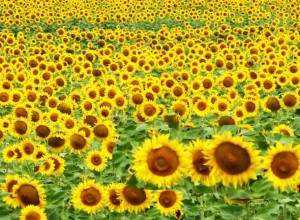 Sonnenblumen_web